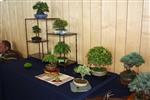 SBA-National Bonsai Exhibition 2014 (11).jpg